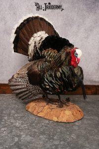 Merriam Turkey Trophy