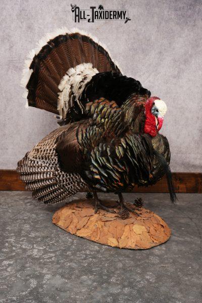 Merriam Turkey SKU 3313