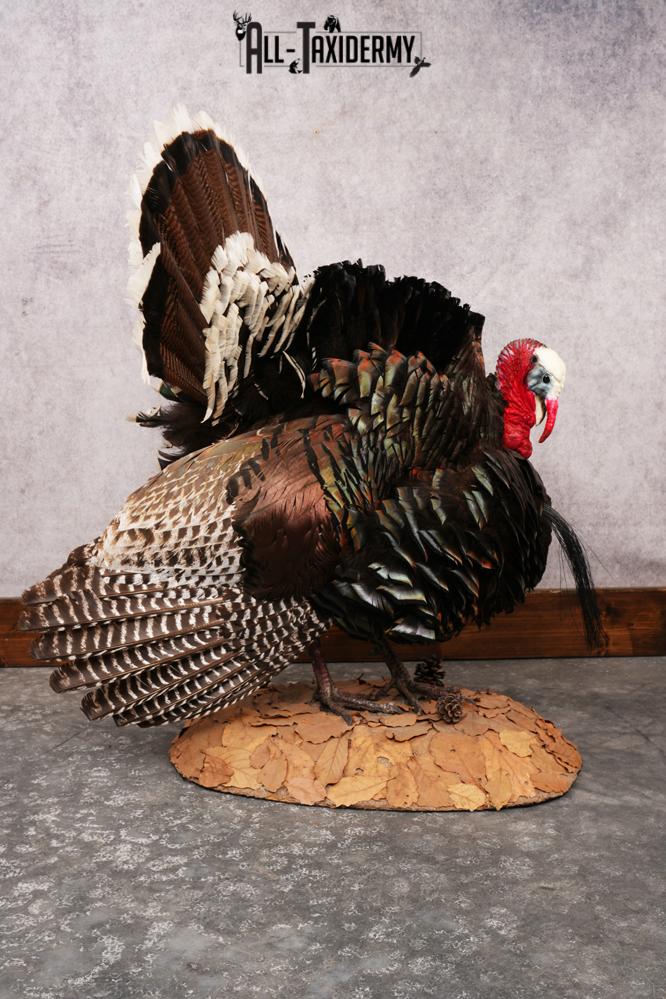 Merriam Turkey SKU 3313 - Image 7