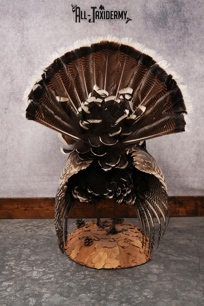 Merriam Turkey SKU 3313 - Image 6