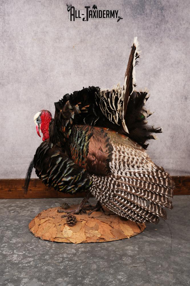 Merriam Turkey SKU 3313 - Image 5