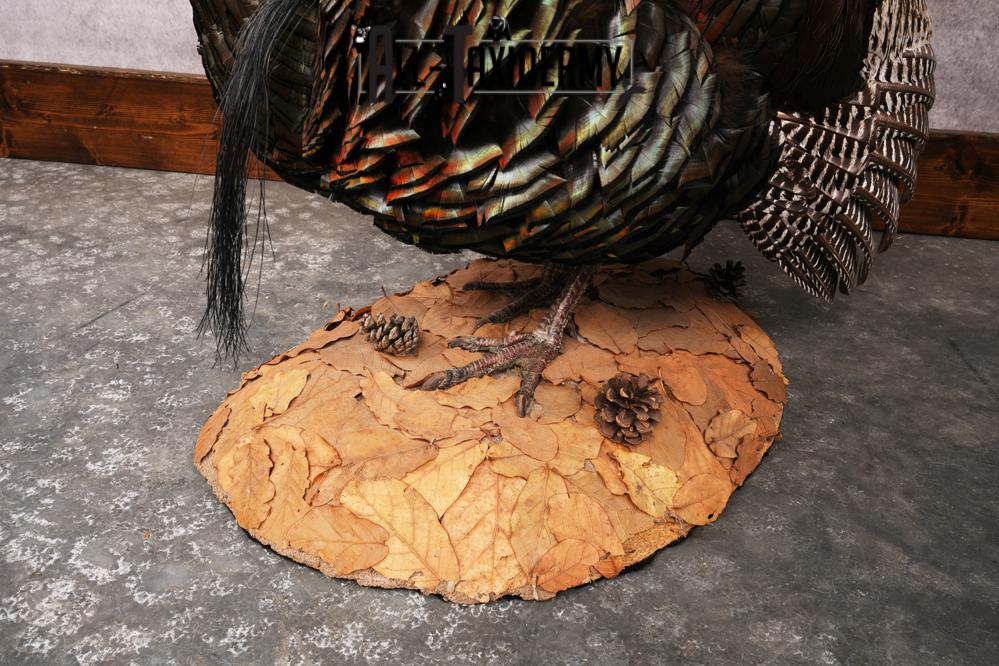 Merriam Turkey SKU 3313 - Image 4