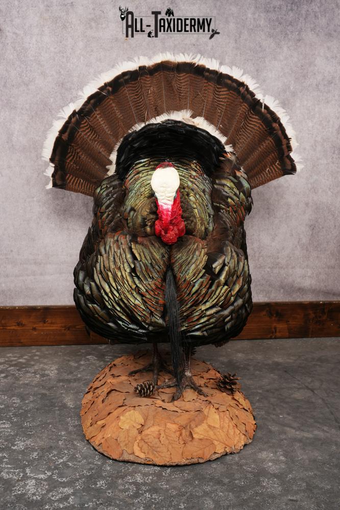 Merriam Turkey SKU 3313 - Image 3