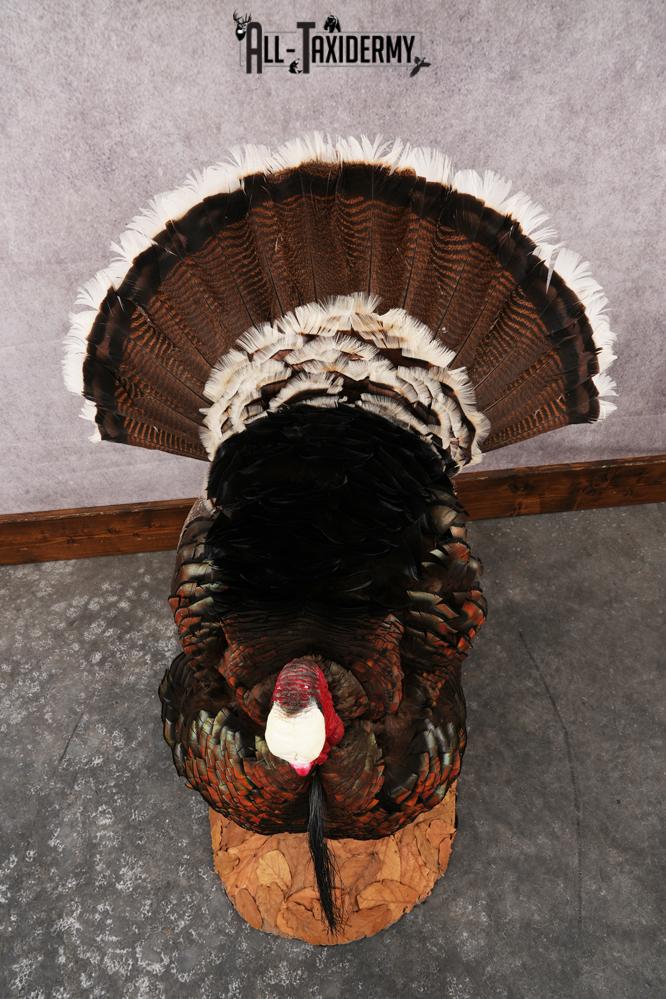 Merriam Turkey SKU 3313 - Image 2