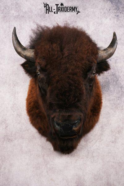 Bison Shoulder Mount SKU 3262