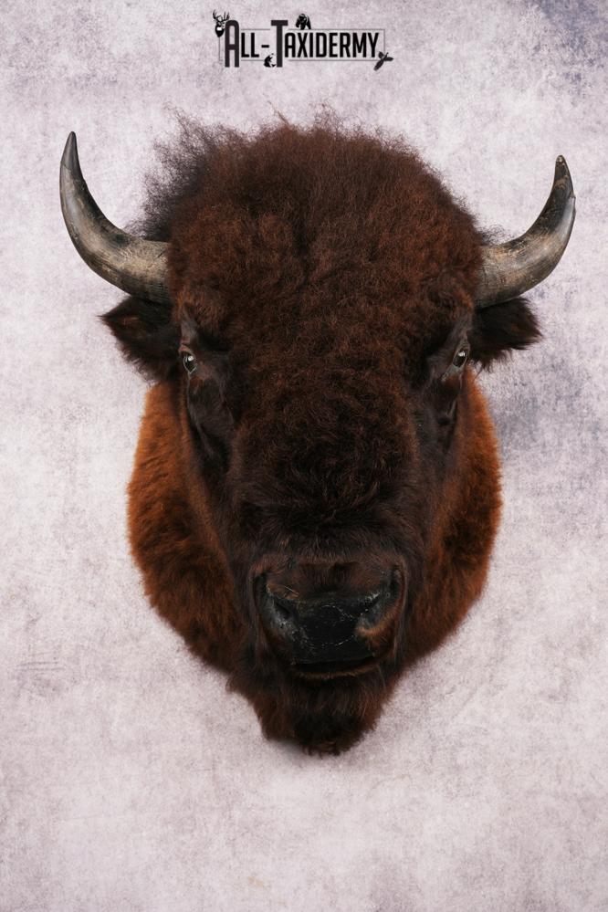 Bison Shoulder Mount SKU 3262