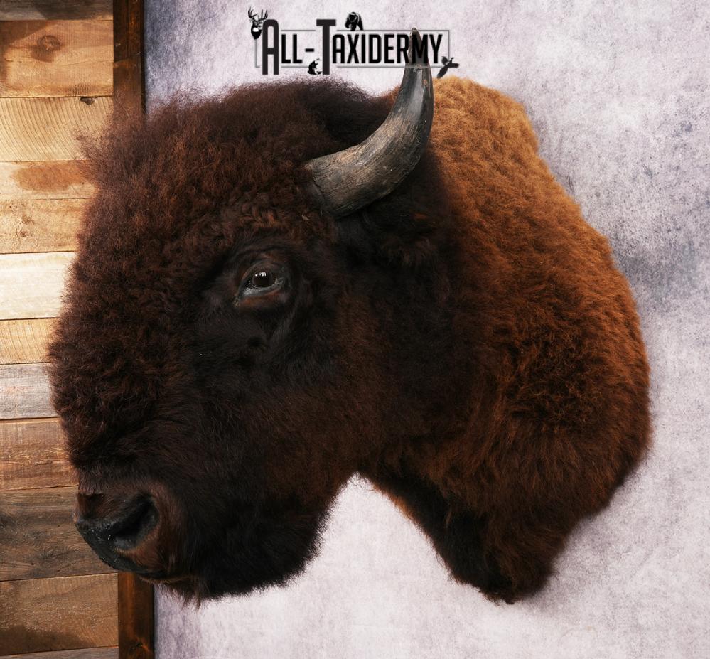 Bison Shoulder Mount SKU 3262 - Image 8