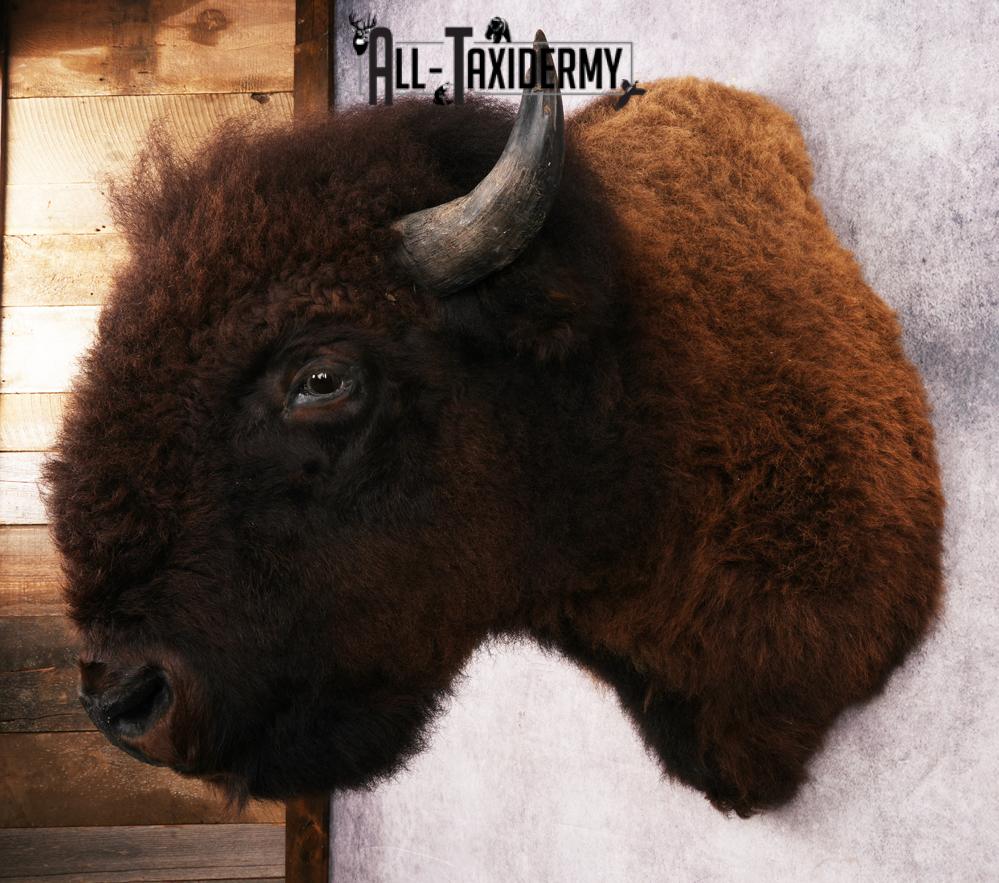 Bison Shoulder Mount SKU 3262 - Image 7