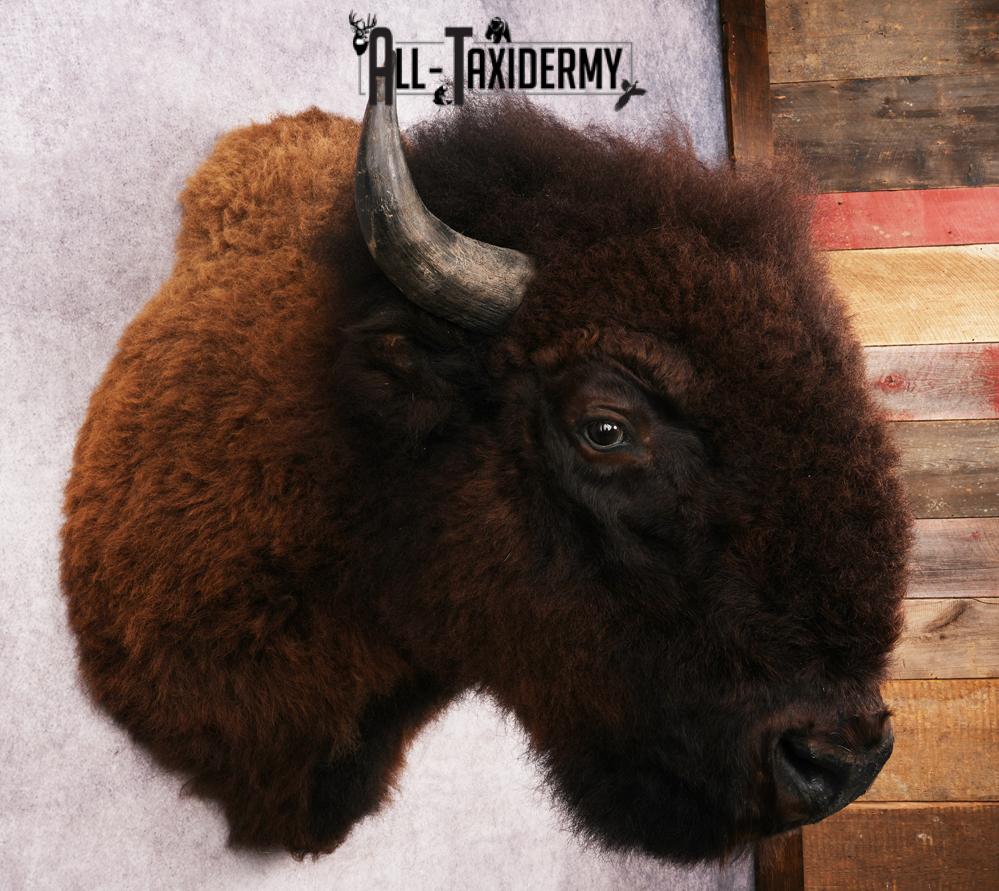 Bison Shoulder Mount SKU 3262 - Image 6