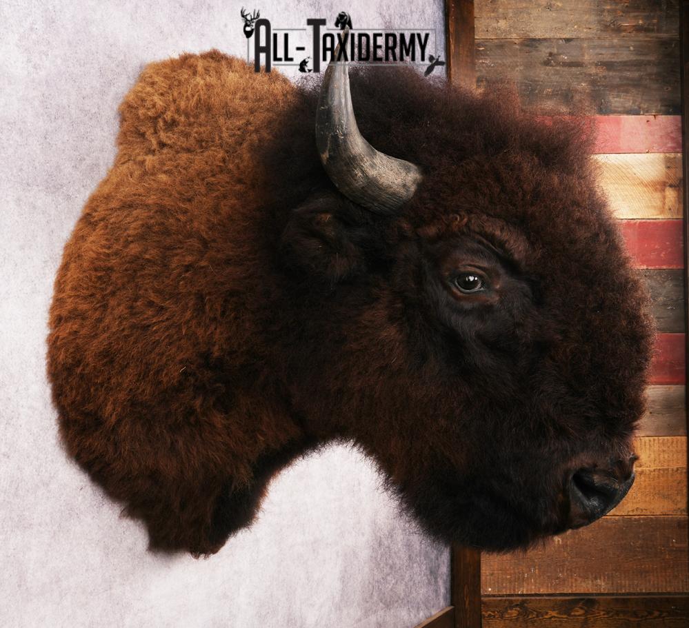 Bison Shoulder Mount SKU 3262 - Image 5