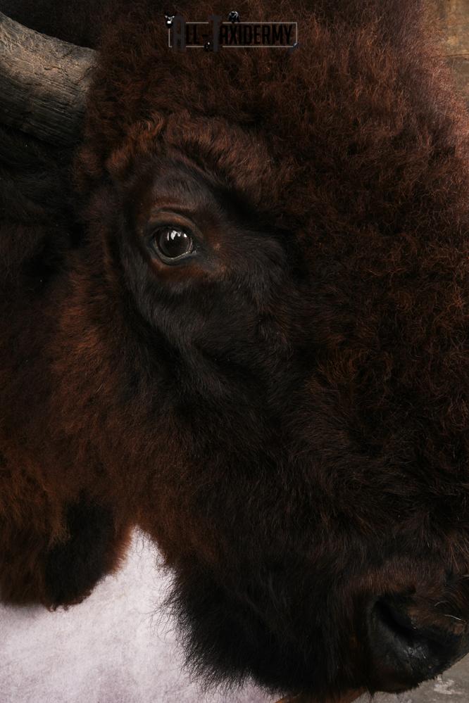 Bison Shoulder Mount SKU 3262 - Image 4