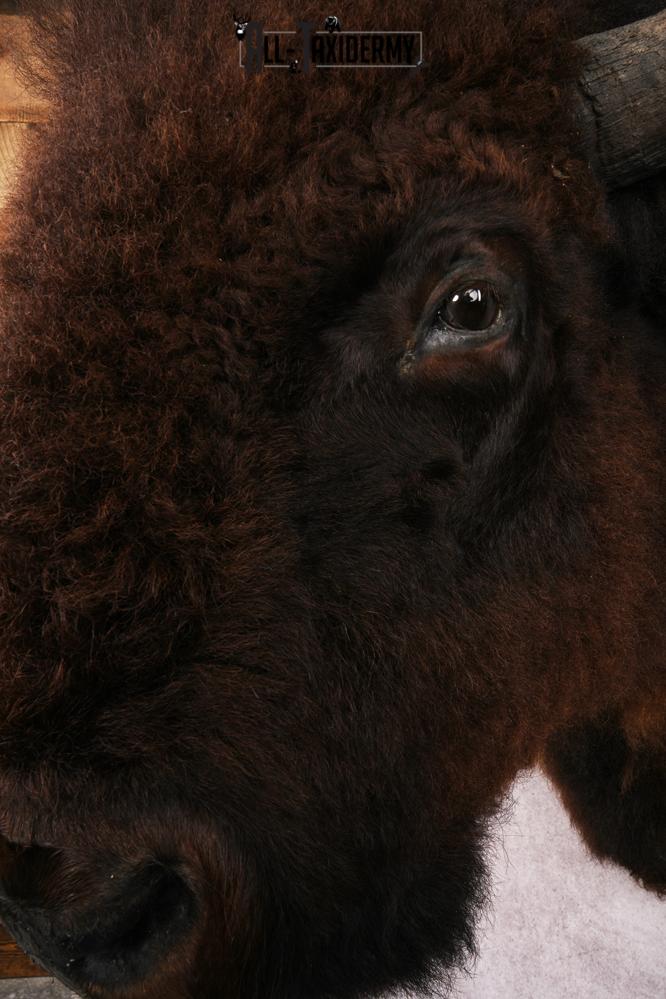 Bison Shoulder Mount SKU 3262 - Image 3