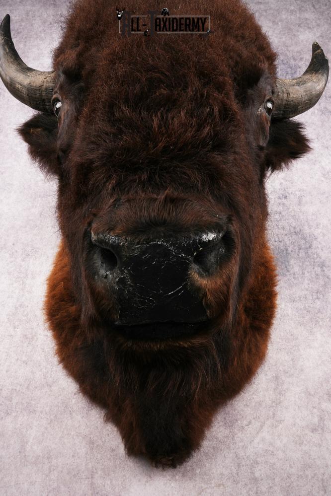 Bison Shoulder Mount SKU 3262 - Image 2