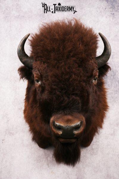 Wyoming Wild Bison SKU 3230