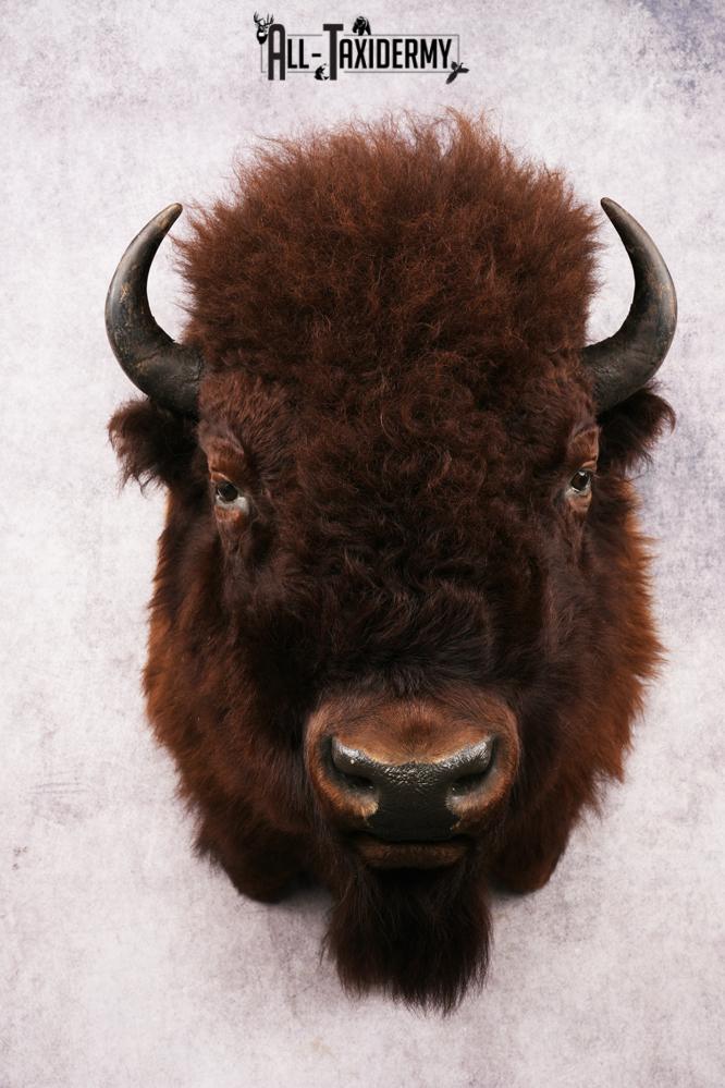 Wyoming Wild Bison SKU 3230