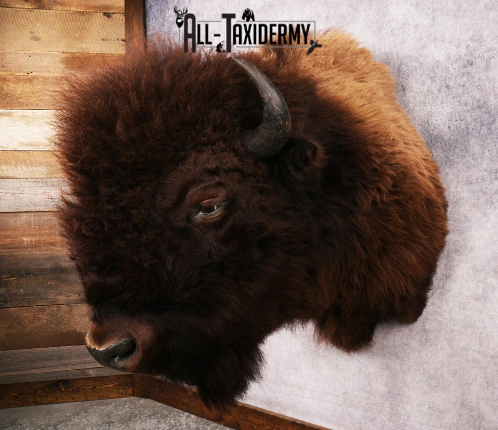 Wyoming Wild Bison SKU 3230 - Image 9