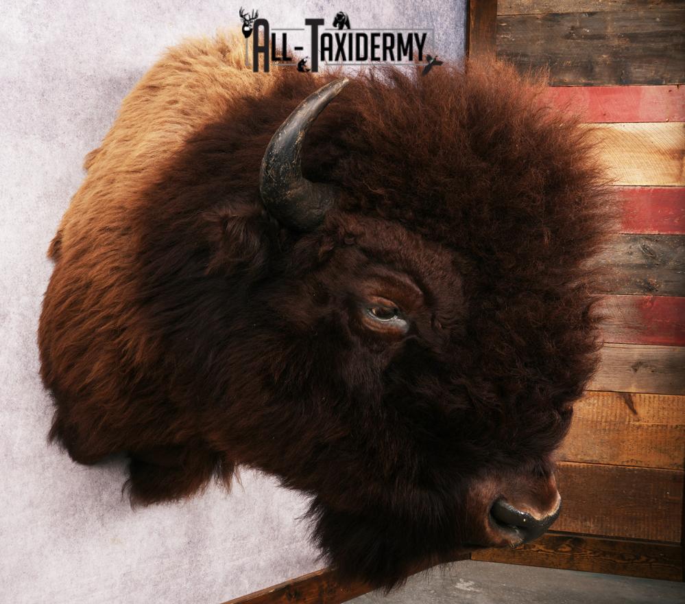 Wyoming Wild Bison SKU 3230 - Image 8