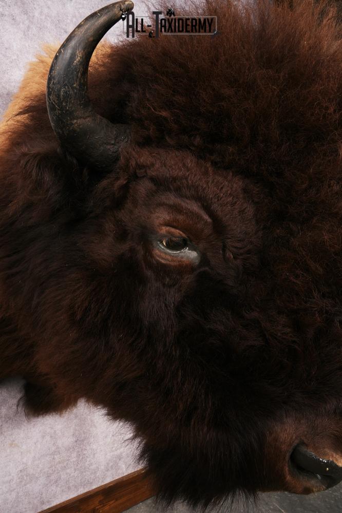 Wyoming Wild Bison SKU 3230 - Image 7