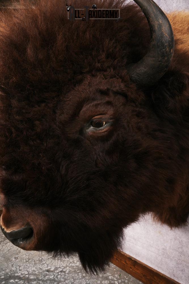 Wyoming Wild Bison SKU 3230 - Image 6