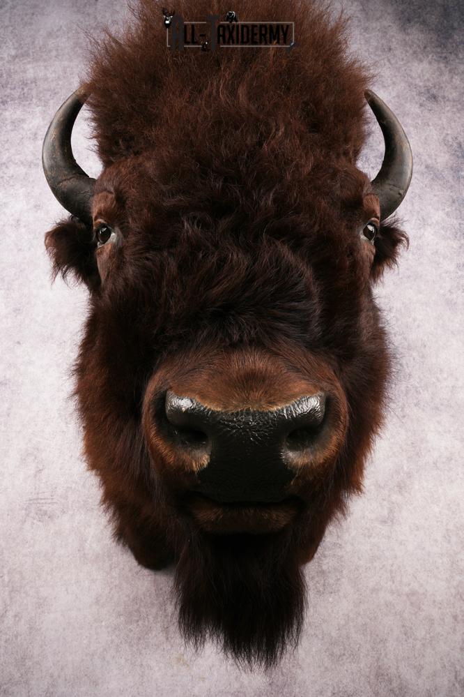 Wyoming Wild Bison SKU 3230 - Image 5