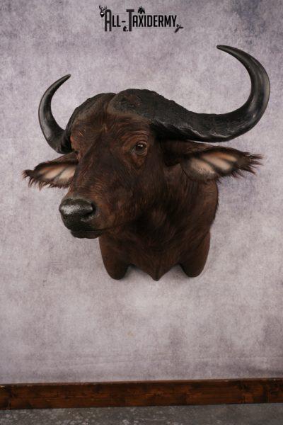 African Cape buffalo SKU 3257