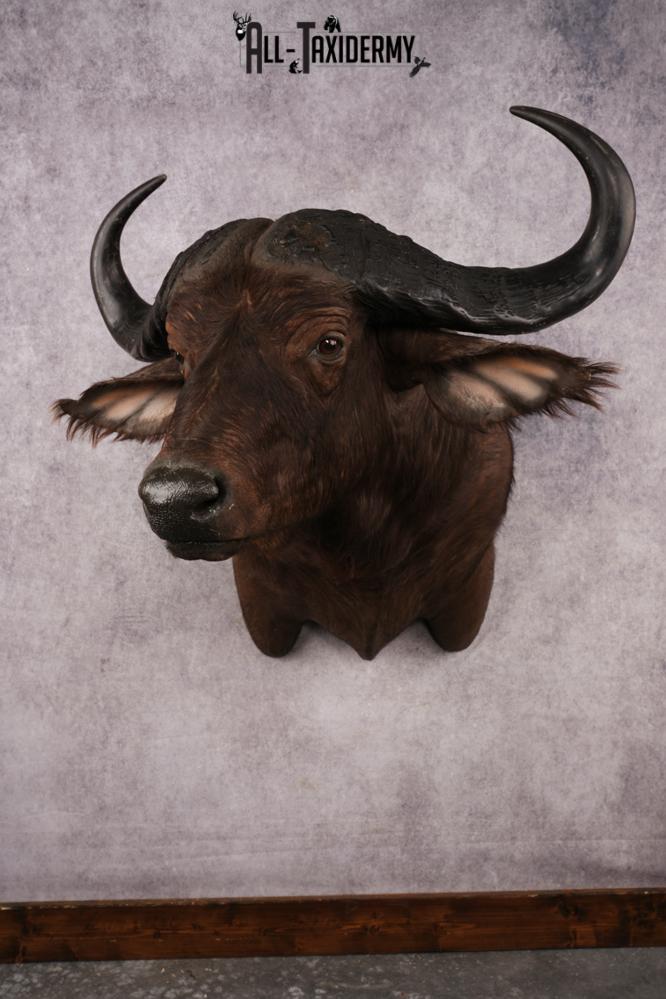 African Cape buffalo SKU 3257
