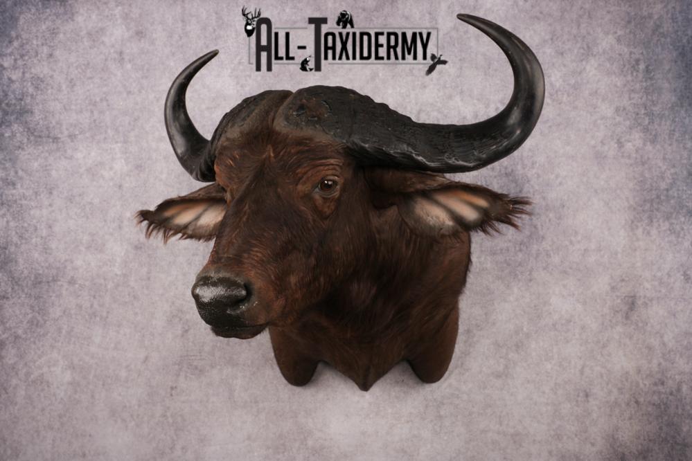 African Cape buffalo SKU 3257 - Image 9
