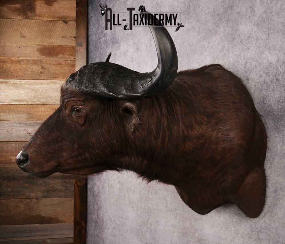 African Cape buffalo SKU 3257 - Image 8