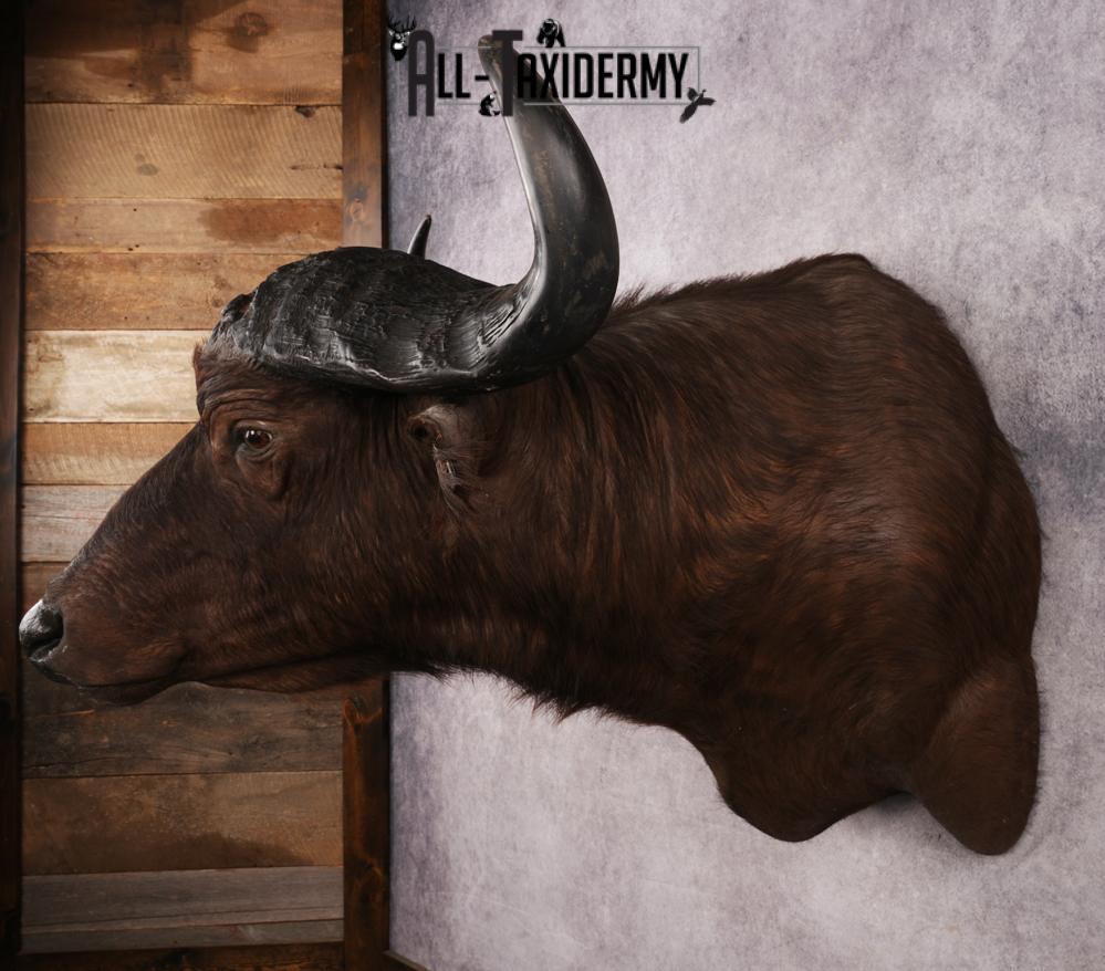 African Cape buffalo SKU 3257 - Image 7