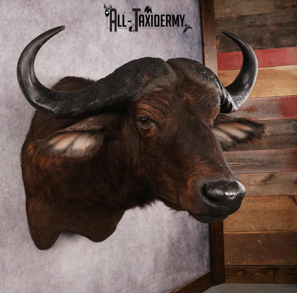 African Cape buffalo SKU 3257 - Image 6