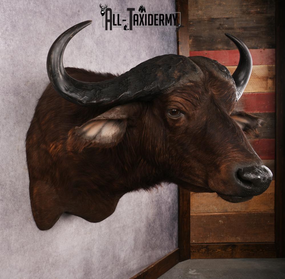 African Cape buffalo SKU 3257 - Image 5