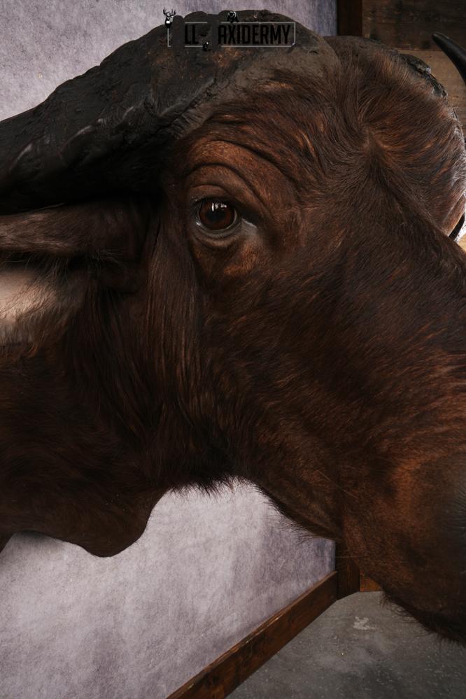 African Cape buffalo SKU 3257 - Image 4