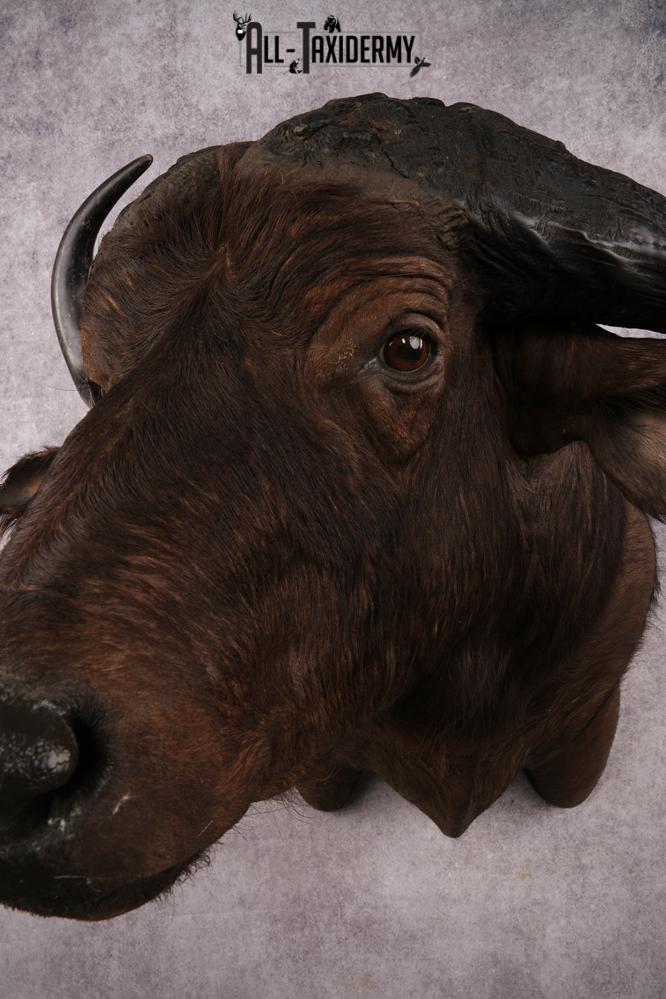 African Cape buffalo SKU 3257 - Image 3