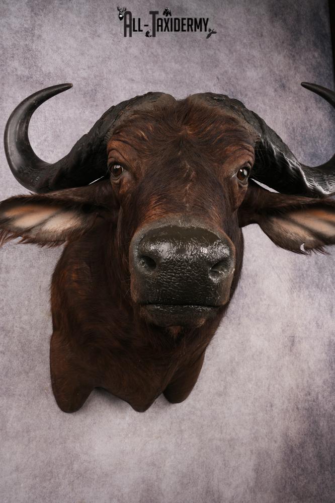 African Cape buffalo SKU 3257 - Image 2