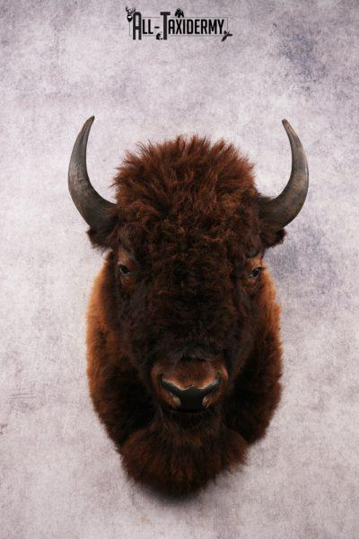 Bison Shoulder Mount SKU 3297