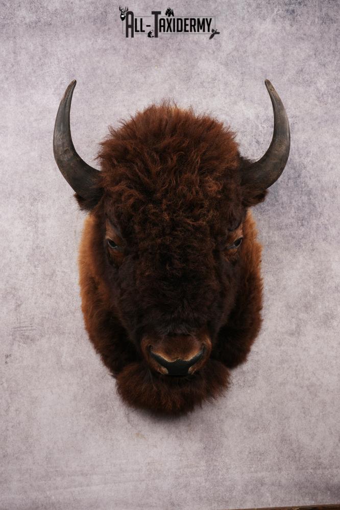 Bison Shoulder Mount SKU 3297 - Image 9