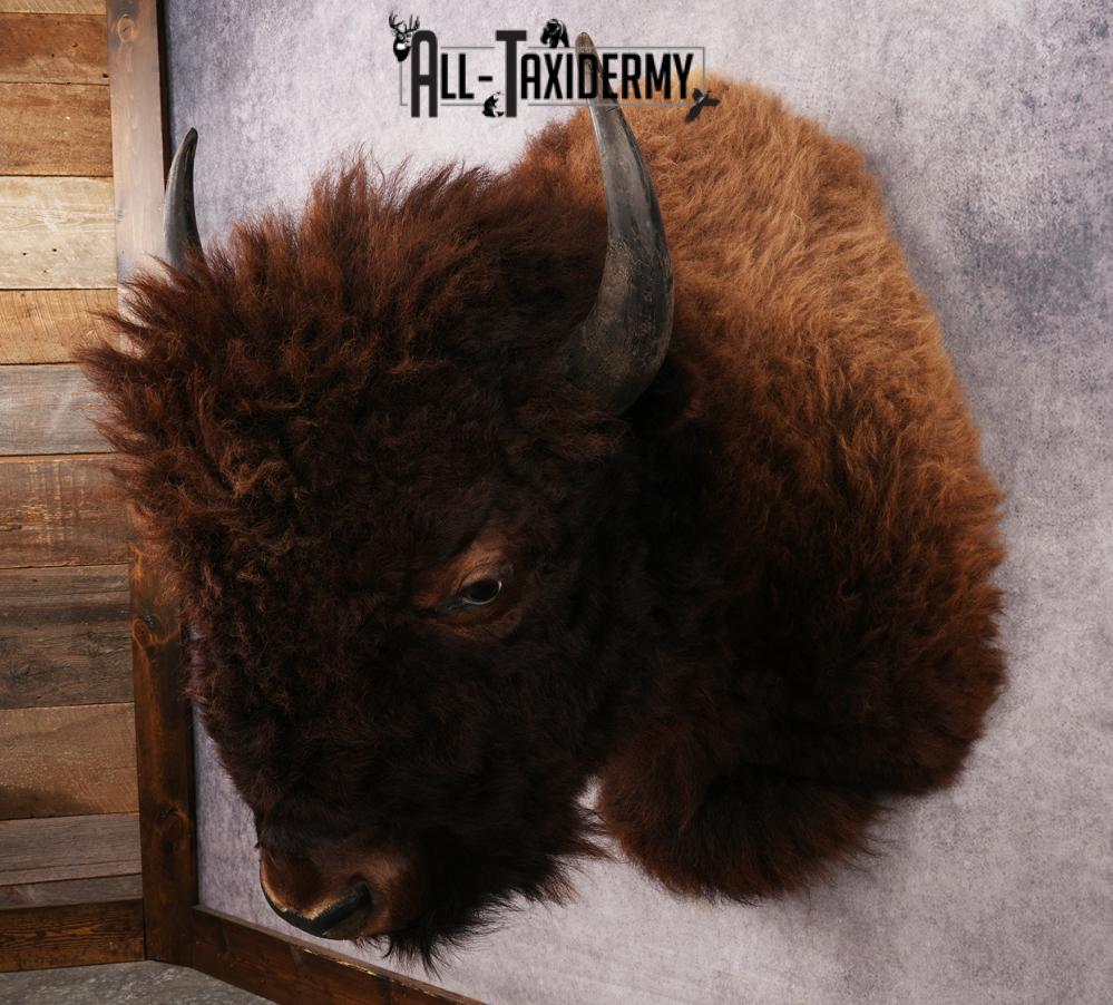 Bison Shoulder Mount SKU 3297 - Image 8