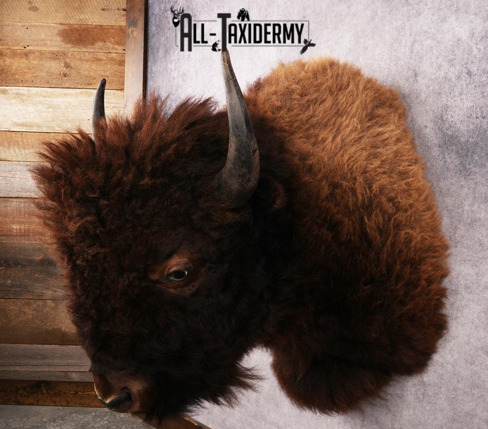 Bison Shoulder Mount SKU 3297 - Image 7