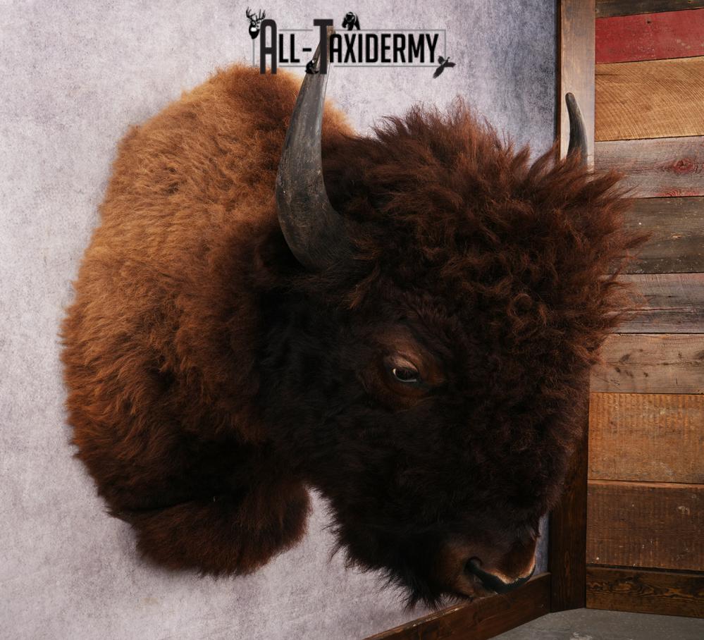 Bison Shoulder Mount SKU 3297 - Image 6