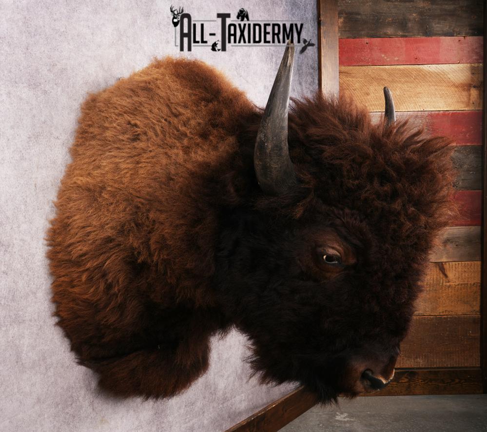 Bison Shoulder Mount SKU 3297 - Image 5