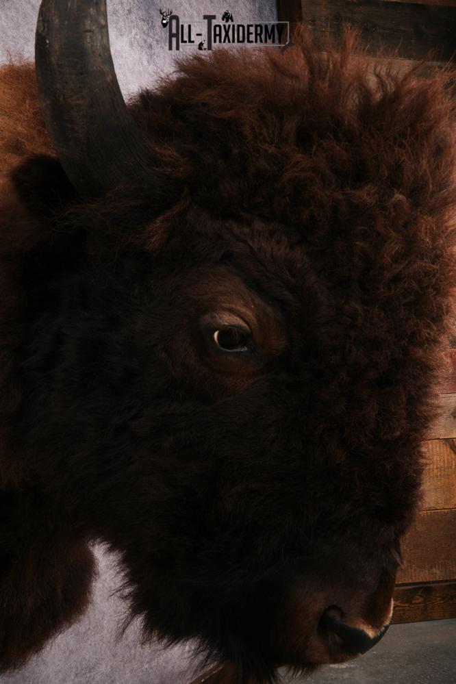 Bison Shoulder Mount SKU 3297 - Image 4