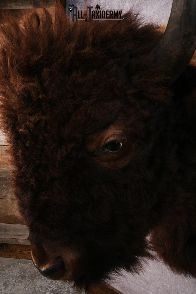 Bison Shoulder Mount SKU 3297 - Image 3