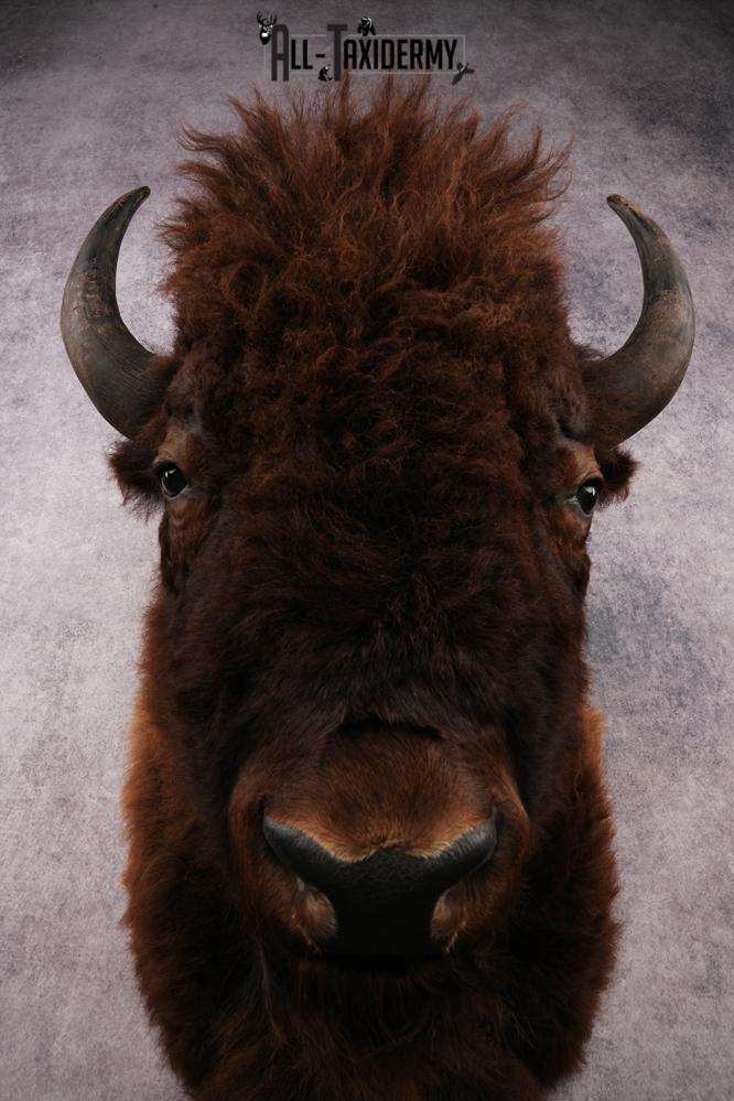 Bison Shoulder Mount SKU 3297 - Image 2