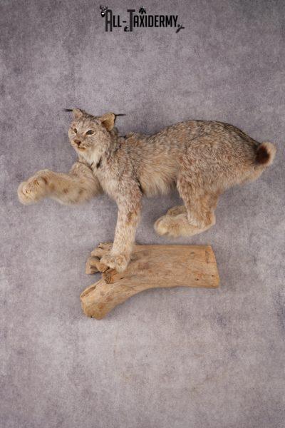 Alaskan Lynx SKU 3238