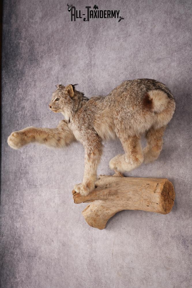 Alaskan Lynx SKU 3238 - Image 9