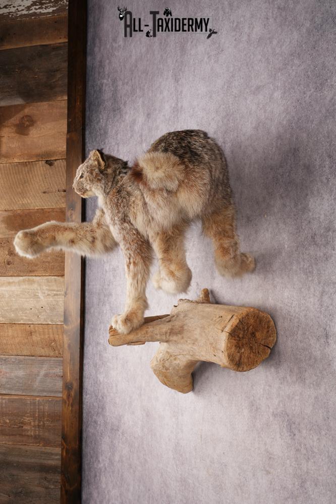 Alaskan Lynx SKU 3238 - Image 8