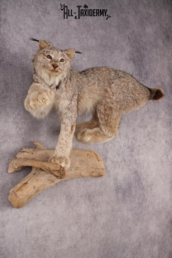 Alaskan Lynx SKU 3238 - Image 7