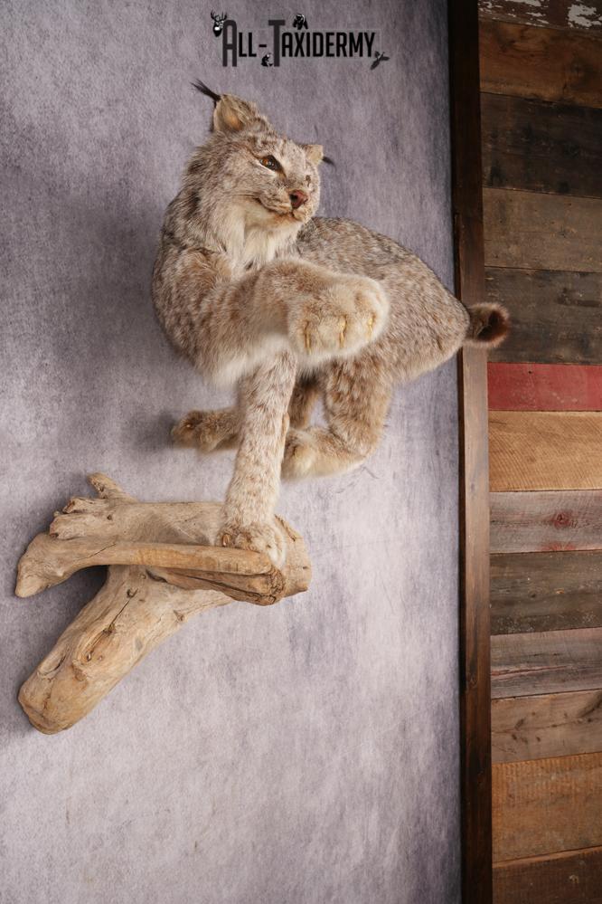 Alaskan Lynx SKU 3238 - Image 6