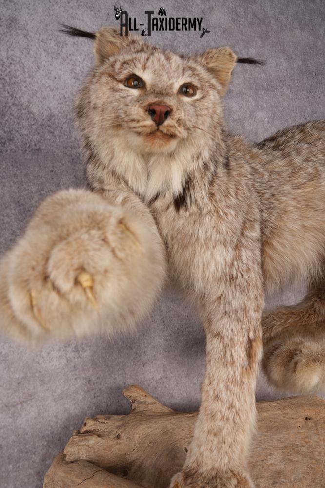 Alaskan Lynx SKU 3238 - Image 5