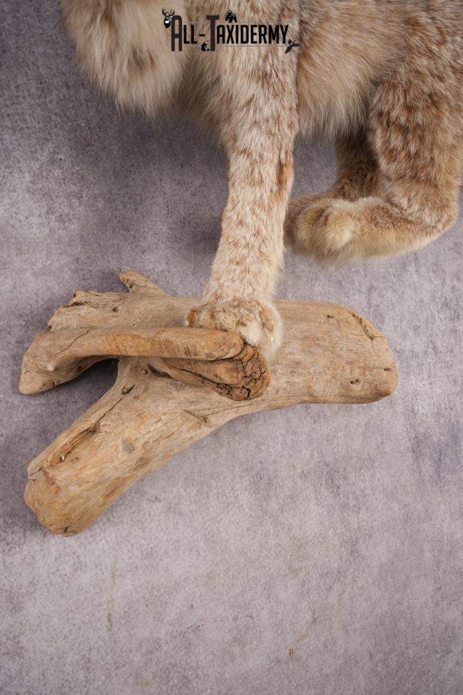 Alaskan Lynx SKU 3238 - Image 4